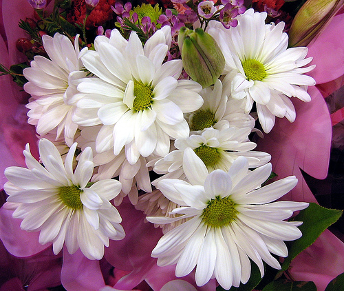 Flowers Shops & Flower Delivery in Karachi