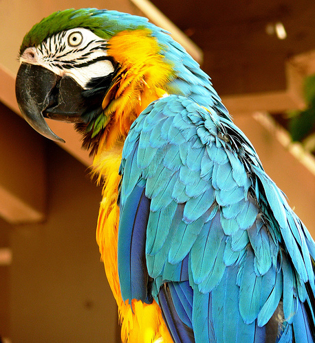 Best Vets & Pet Stores in Karachi